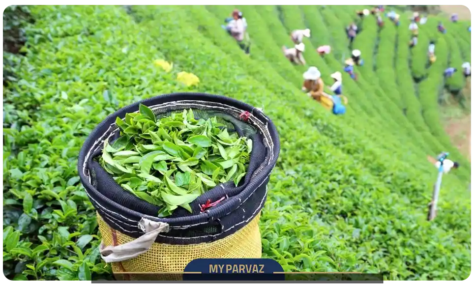 نقش کشاورزی در اقتصاد